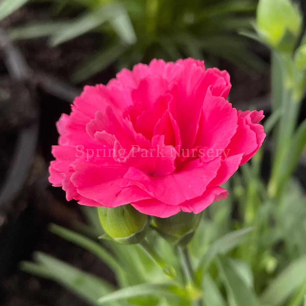 Dianthus caryophyllus 'I Love U' [Sz:100 mm]