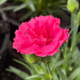 Dianthus caryophyllus 'I Love U' [Sz:100 mm]