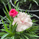 Dianthus caryophyllus 'I Love U' [Sz:100 mm]