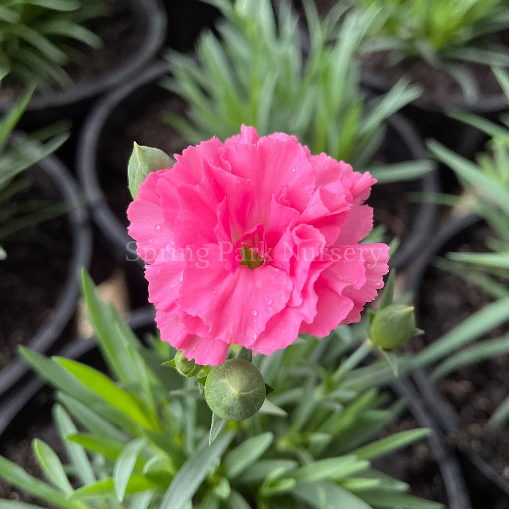 Dianthus caryophyllus 'I Love U' [Sz:100 mm]