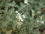 Nepeta racemosa 'Snowflake' [Sz:100 mm]