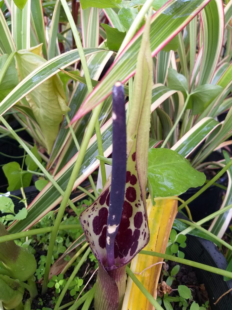 Arum dioscoridis [Sz:100 mm]