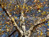 Betula pendula [Sz:Bare Rooted]