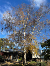 Betula pendula [Sz:Bare Rooted]