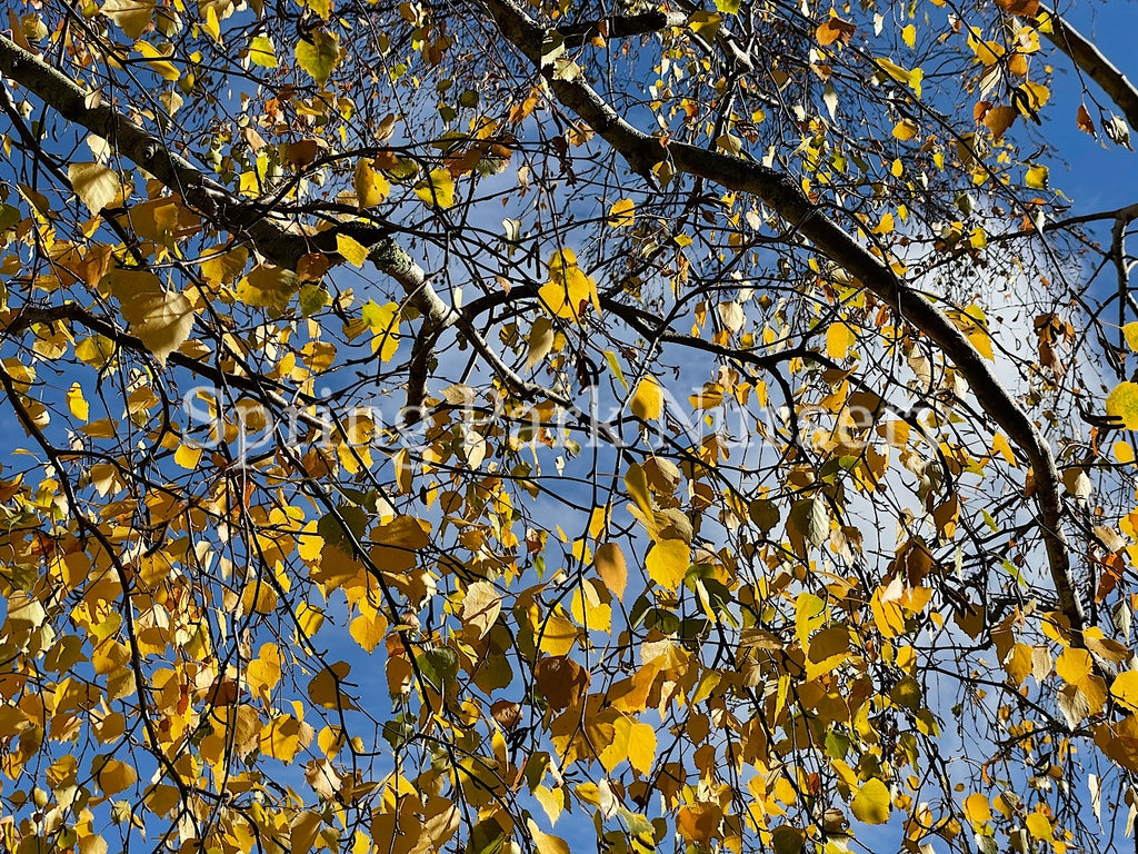 Betula pendula [Sz:Bare Rooted]