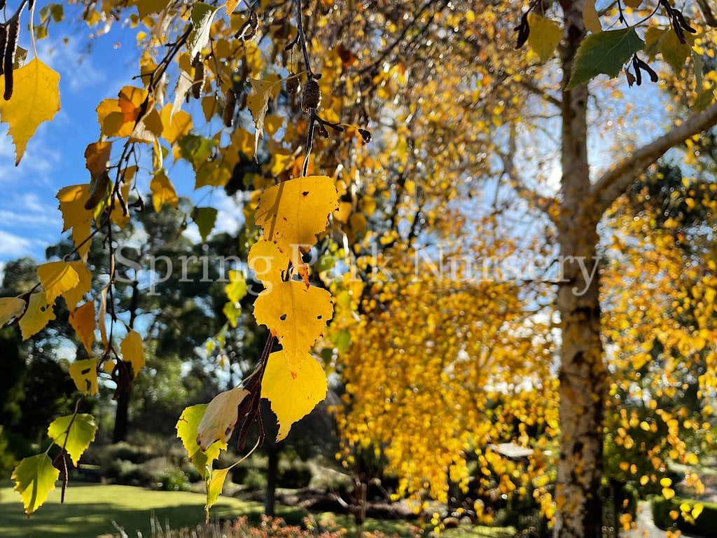 Betula pendula [Sz:Bare Rooted]