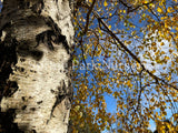 Betula pendula [Sz:Bare Rooted]