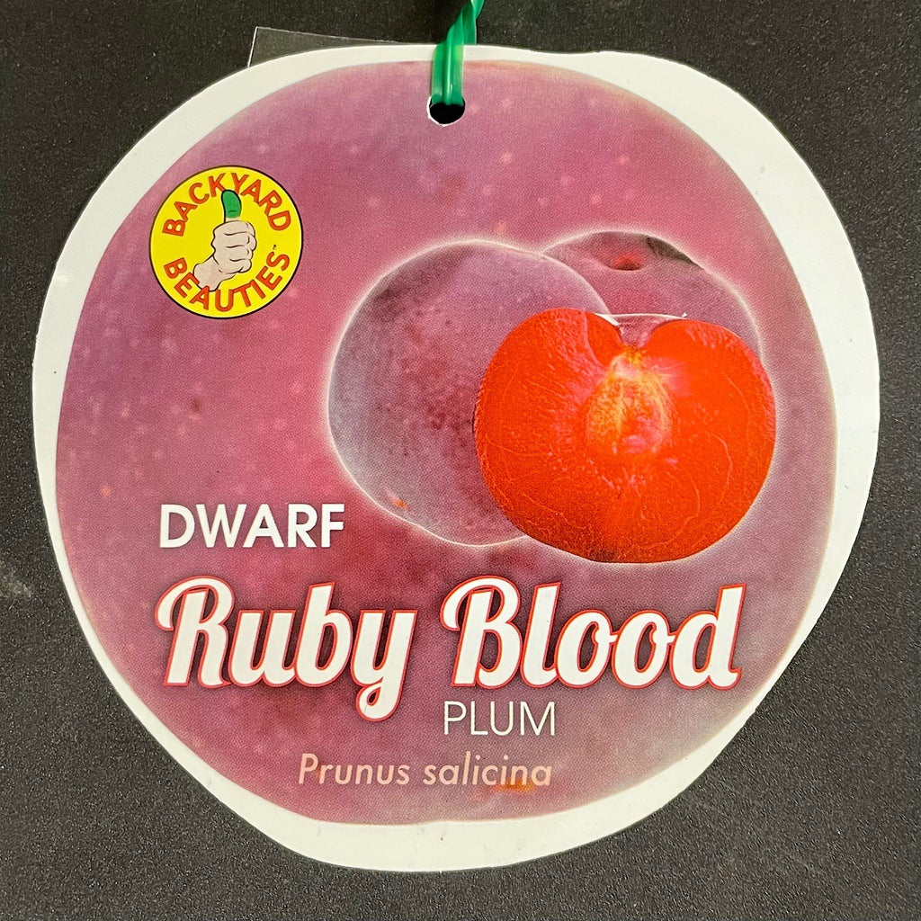 Dwarf Plum 'Ruby Blood' [Sz:Bare Rooted]