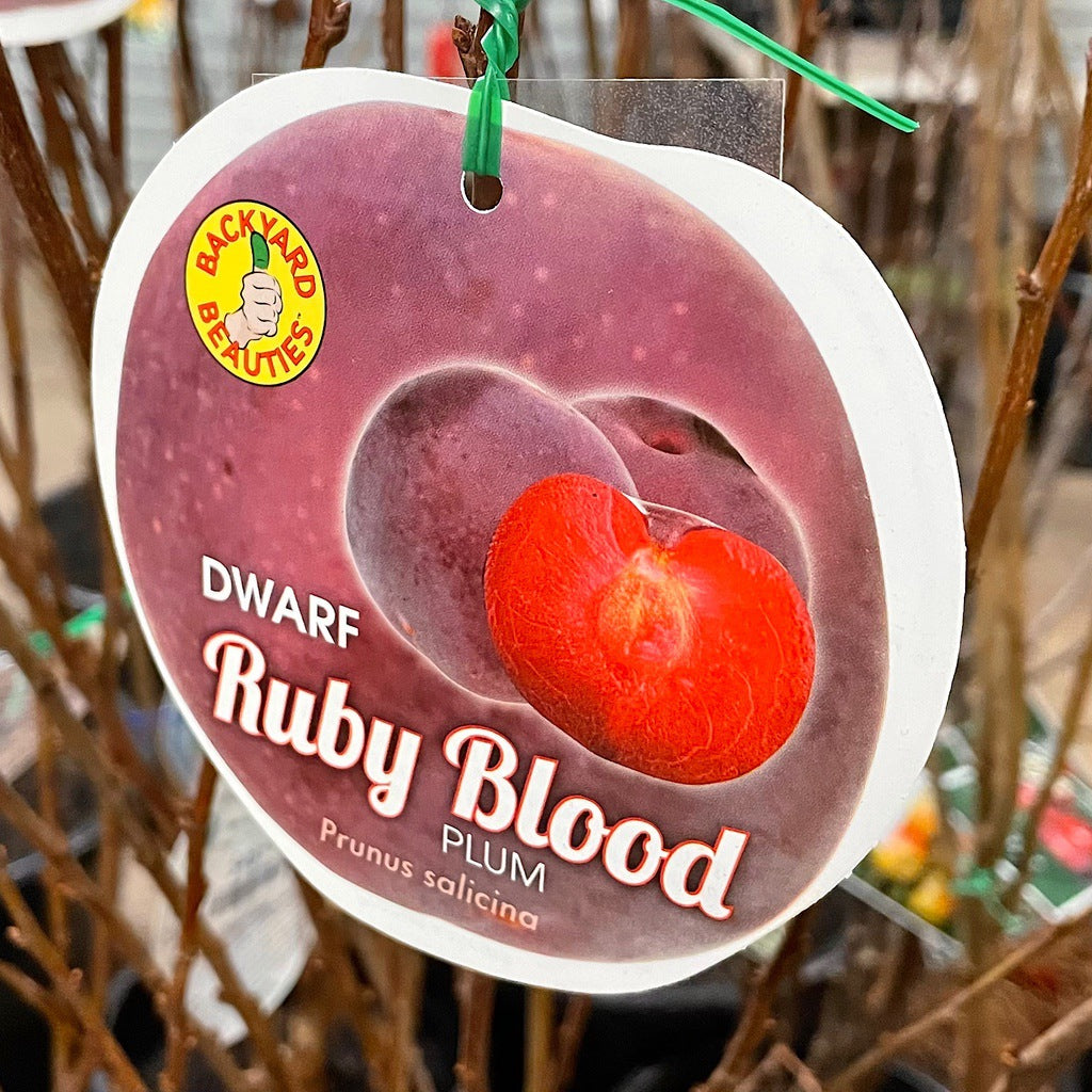 Dwarf Plum 'Ruby Blood' [Sz:Bare Rooted]