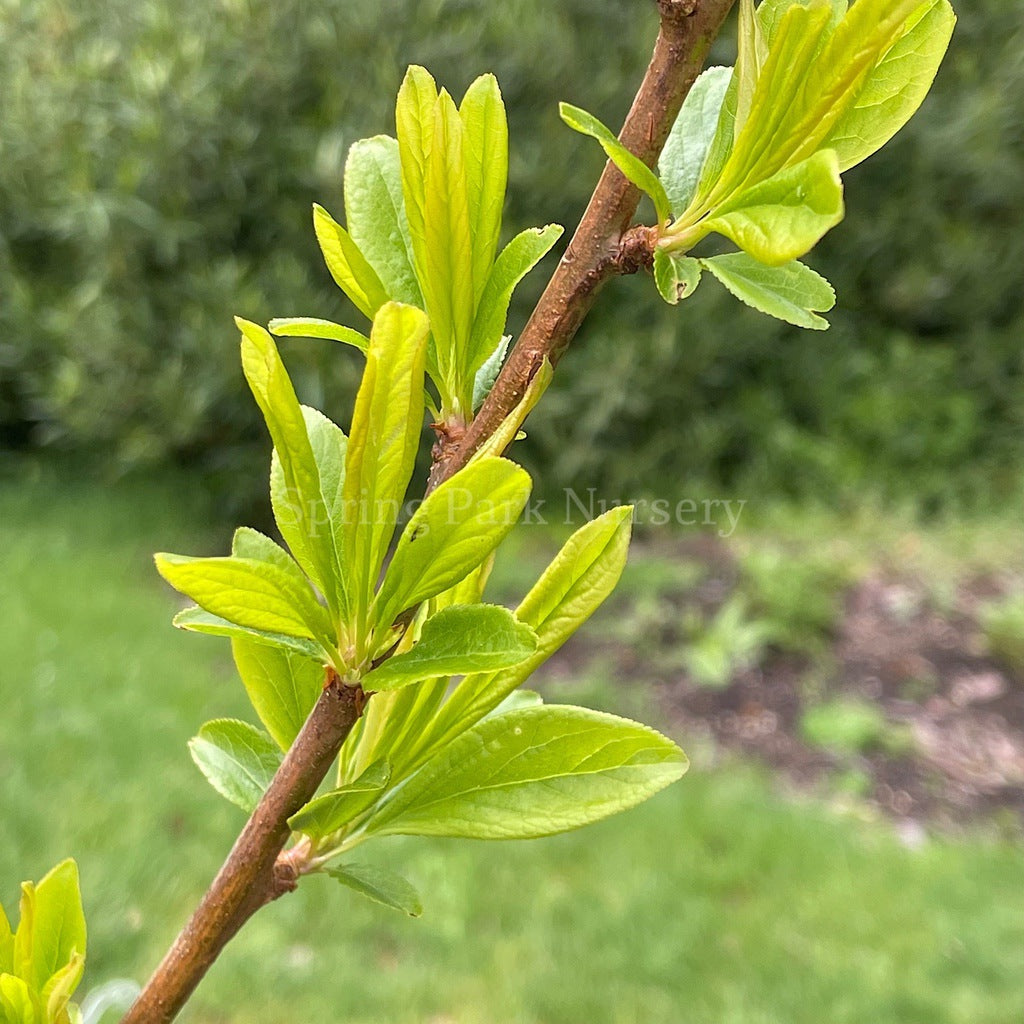 Plum x Apricot 'Flavor Supreme' [Sz:Bare Rooted]