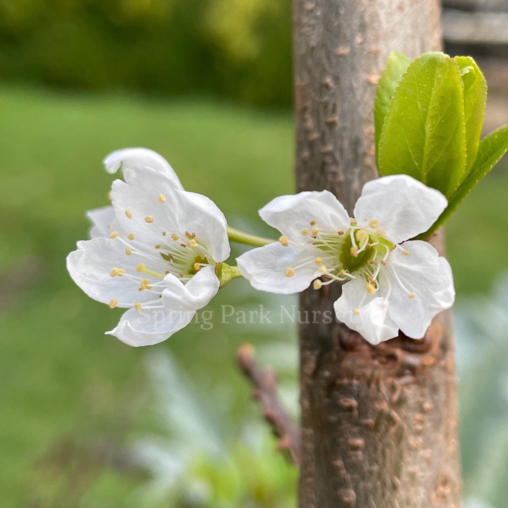 Plum x Apricot 'Flavor Supreme' [Sz:Bare Rooted]