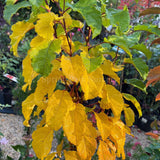 Malus 'Ivory Spear' [Sz:Bare Rooted (small)]