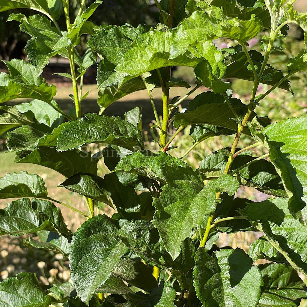 Malus 'Ivory Spear' [Sz:Bare Rooted (small)]