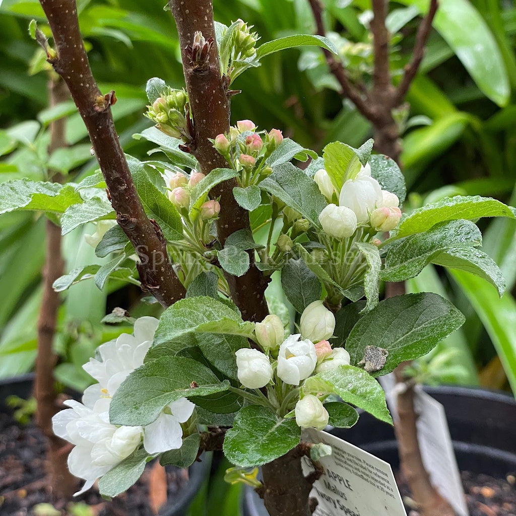 Malus 'Ivory Spear' [Sz:Bare Rooted (small)]