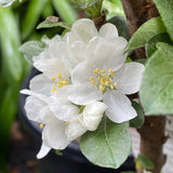 Malus 'Ivory Spear' [Sz:Bare Rooted (small)]