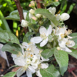 Malus 'Ivory Spear' [Sz:Bare Rooted (small)]