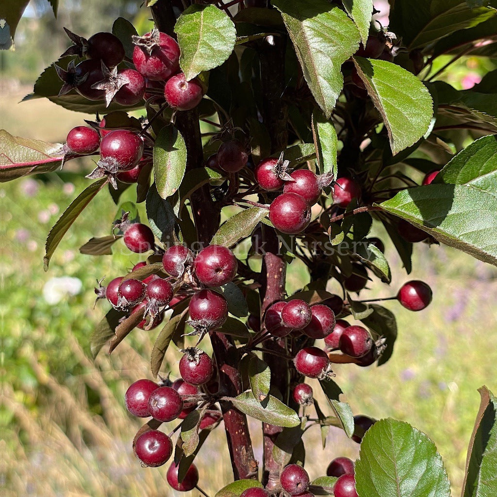 Malu Raspberry Variety Malus 'Raspberry Spear' – Spring Park Nursery