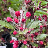 Malus 'Raspberry Spear' [Sz:Bare Rooted (small)]