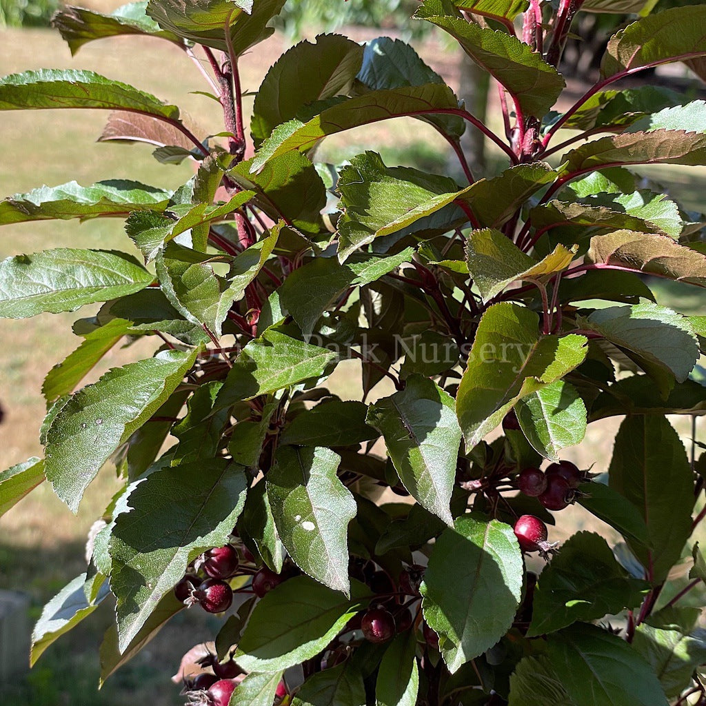 Malu Raspberry Variety Malus 'Raspberry Spear' – Spring Park Nursery