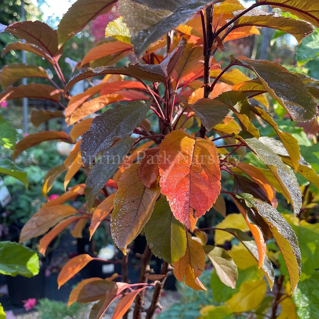 Malu Raspberry Variety Malus 'Raspberry Spear' – Spring Park Nursery