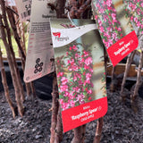 Malus 'Raspberry Spear' [Sz:Bare Rooted (small)]