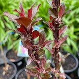 Malus 'Raspberry Spear' [Sz:Bare Rooted (small)]