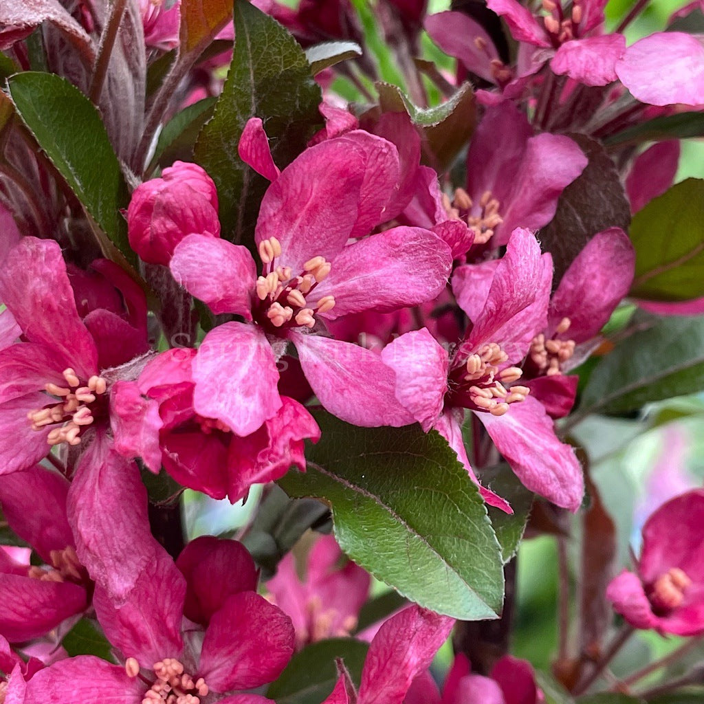 Malus 'Raspberry Spear' [Sz:Bare Rooted (small)]