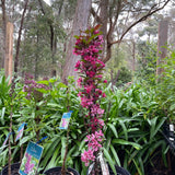 Malus 'Raspberry Spear' [Sz:Bare Rooted (small)]