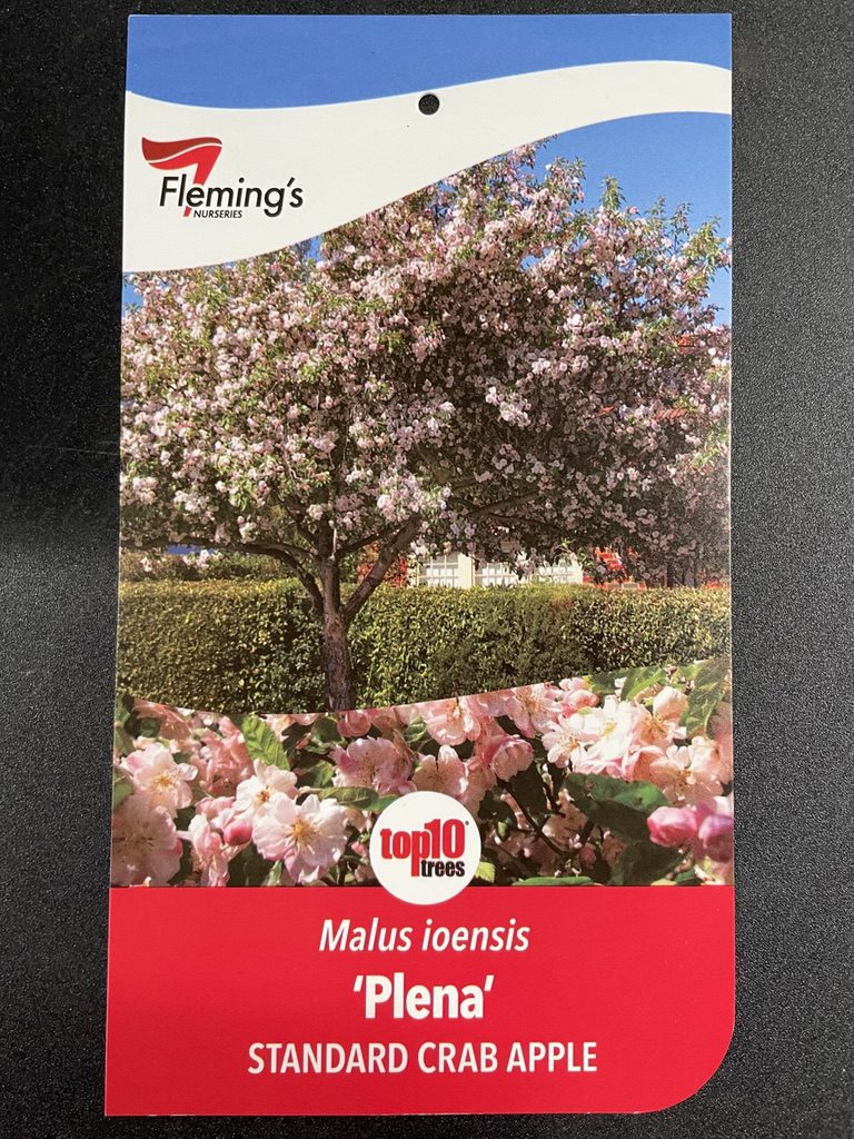 Malus ioensis 'Plena' - 1.8m Standard [Sz:Bare Rooted]