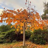 Prunus 'Shirotae' - 1.8m Standard [Sz:Bare Rooted]