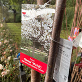 Prunus 'Shirotae' - 1.8m Standard [Sz:Bare Rooted]