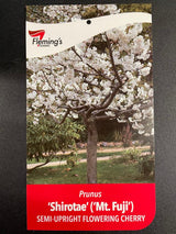 Prunus 'Shirotae' - 1.8m Standard [Sz:Bare Rooted]