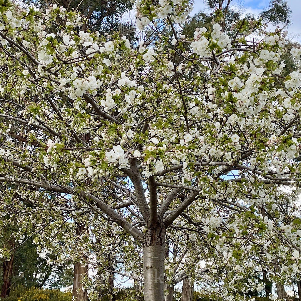 Prunus 'Shirotae' - 1.8m Standard [Sz:Bare Rooted]