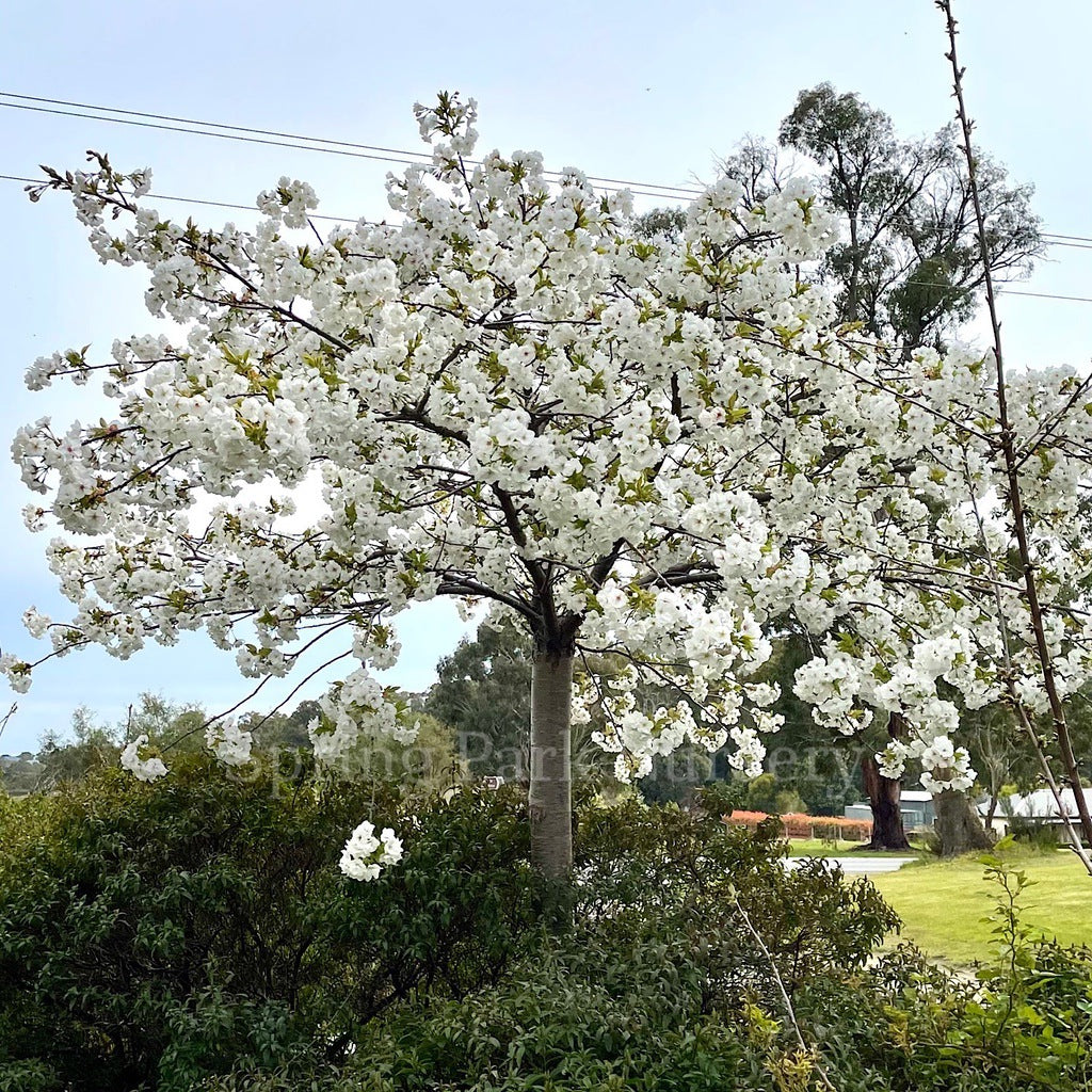 Prunus 'Shirotae' - 1.8m Standard [Sz:Bare Rooted]