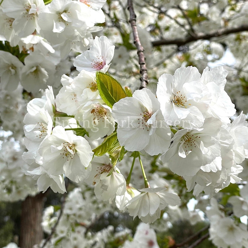 Prunus 'Shirotae' - 1.8m Standard [Sz:Bare Rooted]