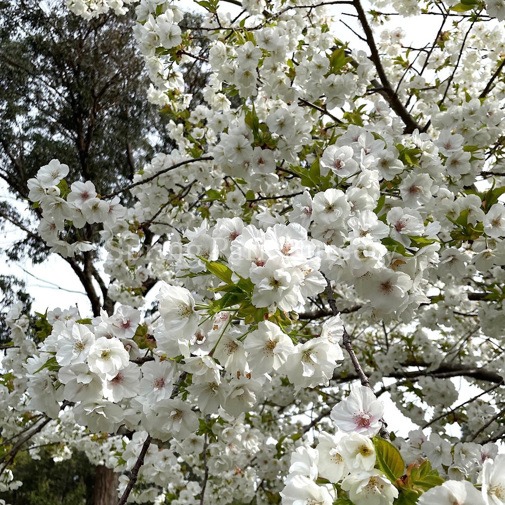 Prunus 'Shirotae' - 1.8m Standard [Sz:Bare Rooted]