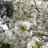 Prunus 'Shirotae' - 1.8m Standard [Sz:Bare Rooted]