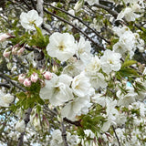 Prunus 'Shirotae' - 1.8m Standard [Sz:Bare Rooted]