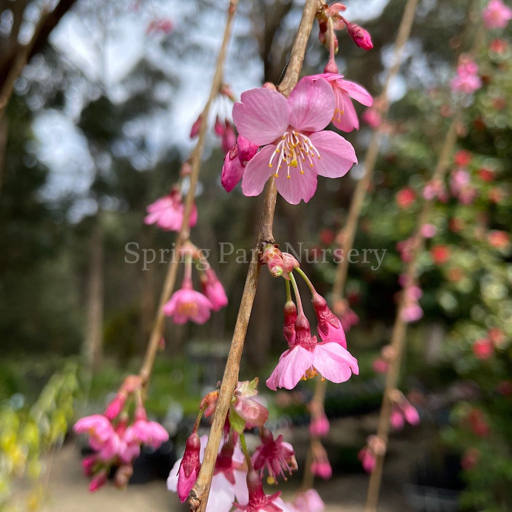 Prunus Pink Cascade™ -  1.8m Standard [Sz:Bare Rooted]