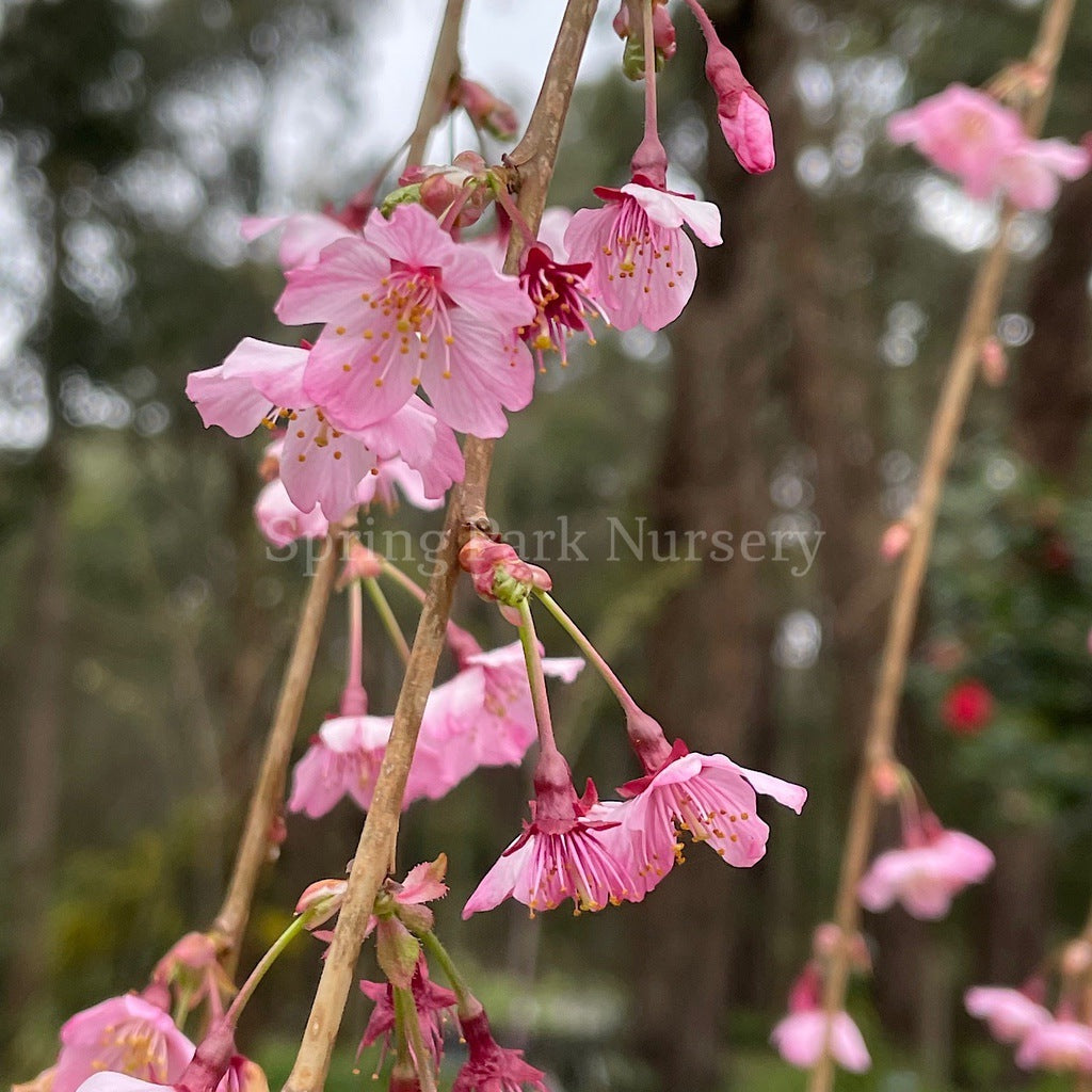 Prunus Pink Cascade™ -  1.8m Standard [Sz:Bare Rooted]