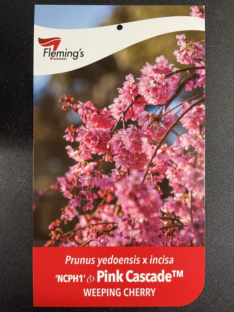 Prunus Pink Cascade™ -  1.8m Standard [Sz:Bare Rooted]