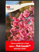 Prunus Pink Cascade™ -  1.8m Standard [Sz:Bare Rooted]