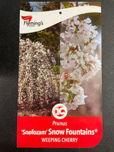 Prunus Snow Fountains® - 1.8m Standard [Sz:Bare Rooted]