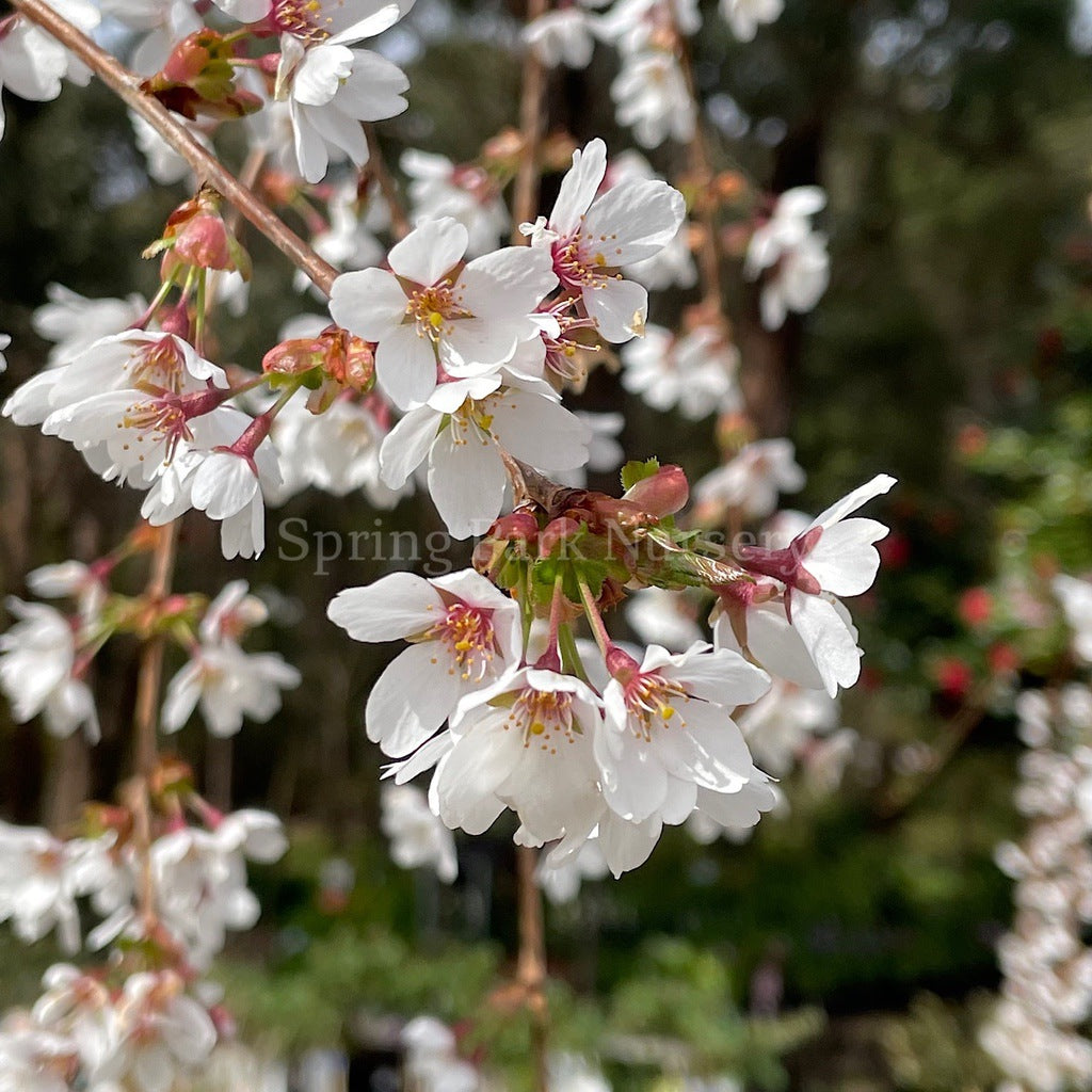 Prunus Snow Fountains® - 1.8m Standard [Sz:Bare Rooted]