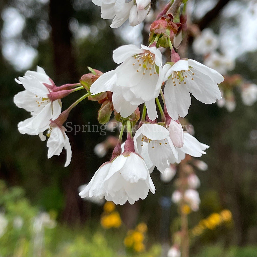 Prunus Snow Fountains® - 1.8m Standard [Sz:Bare Rooted]