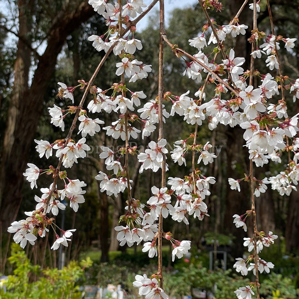 Prunus Snow Fountains® - 1.8m Standard [Sz:Bare Rooted]