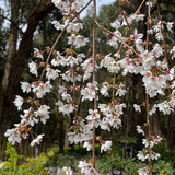 Prunus Snow Fountains® - 1.8m Standard [Sz:Bare Rooted]