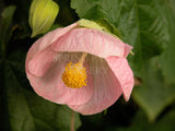 Abutilon 'Pink Cloud' [Sz:100 mm]