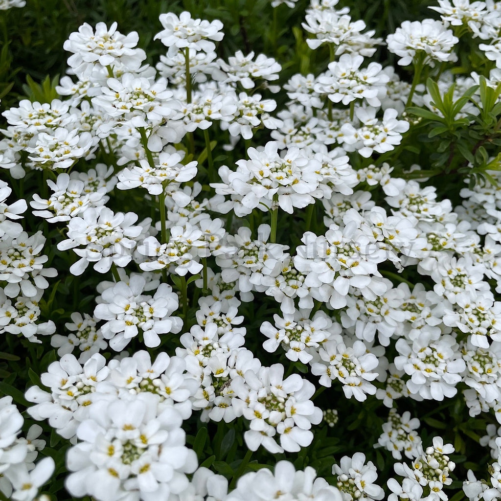 Iberis sempervirens [Sz:100 mm]