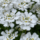 Iberis sempervirens [Sz:100 mm]